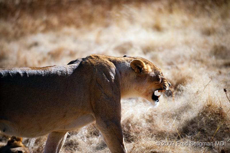 20090611_090156 D3 (1) X1.jpg - Lions at Little Ongava Reserve, a private game area, contiguous with Etosha National Park, Namibia